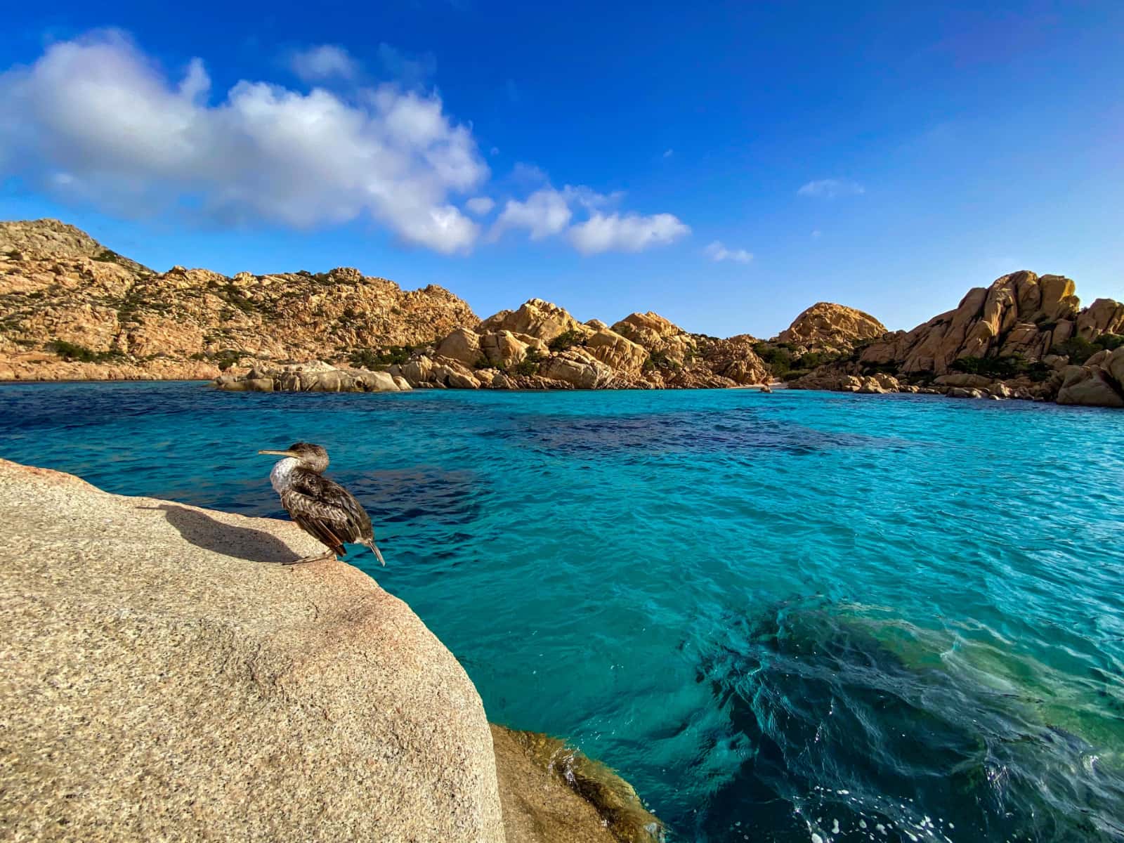 Cormorano 2