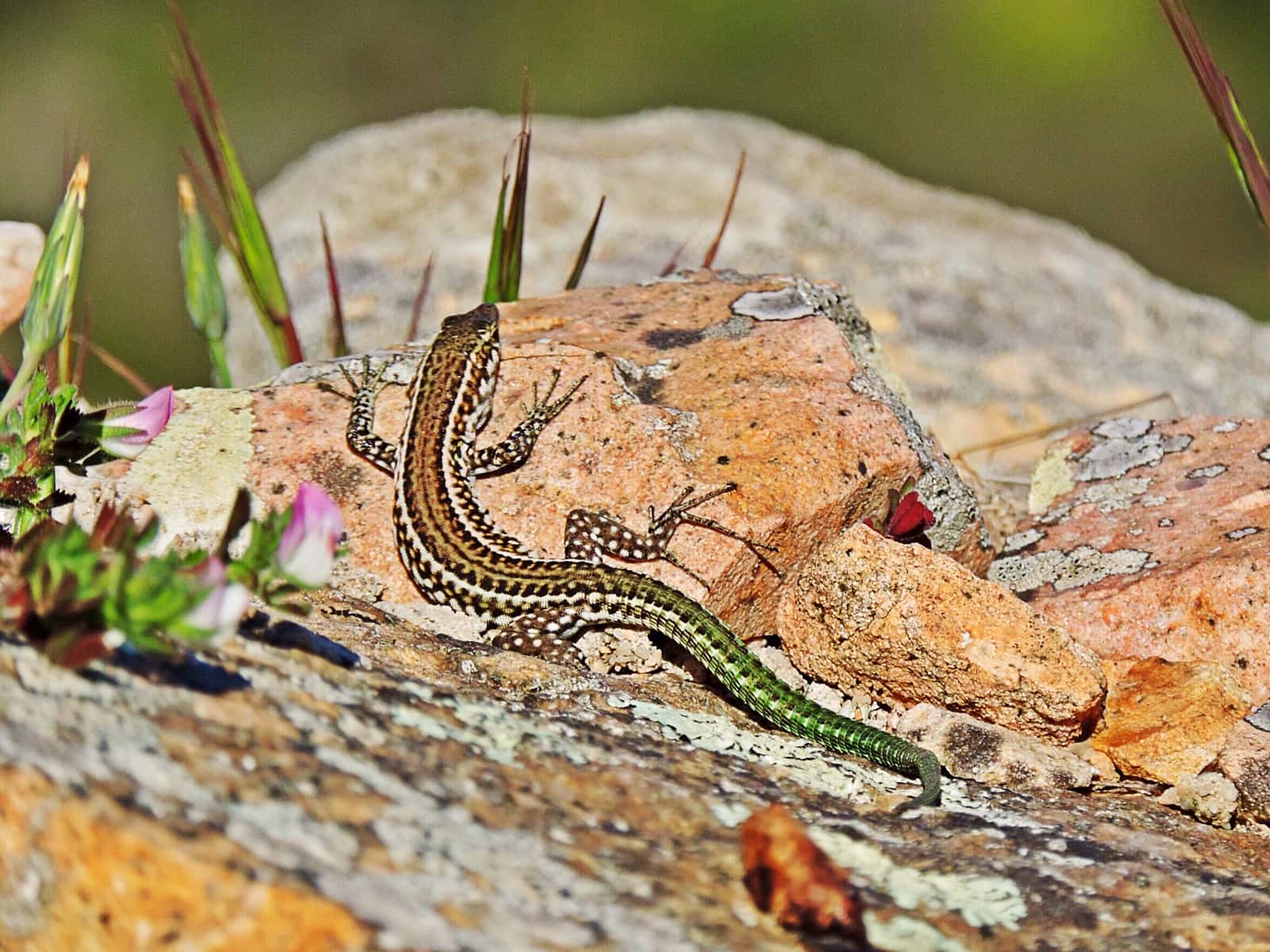 Podarcis tiliguerta